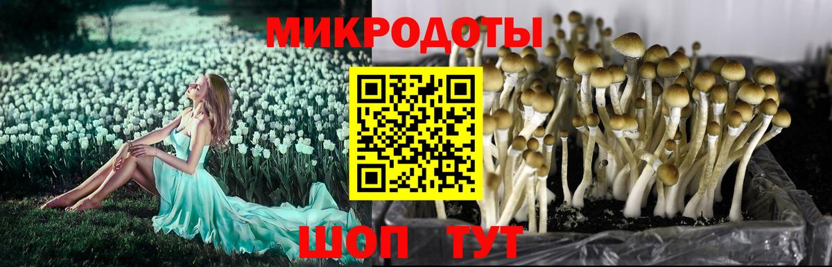 Псилоцибиновые грибы мухоморы Соль-Илецк